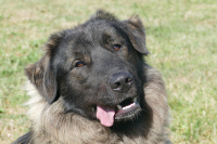 Unsere Hunde - Tierheim Reutlingen