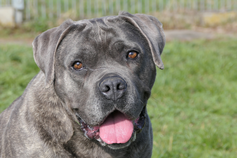 Cane Corso Italiano Hera