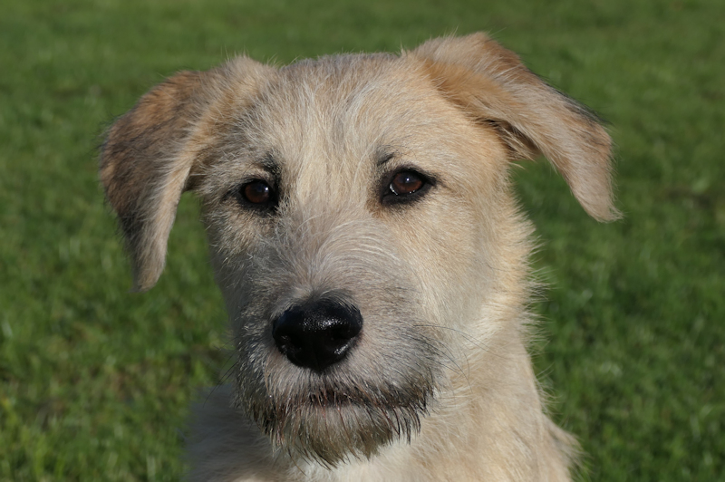 Deutscher Schäferhund-Mix Johnny