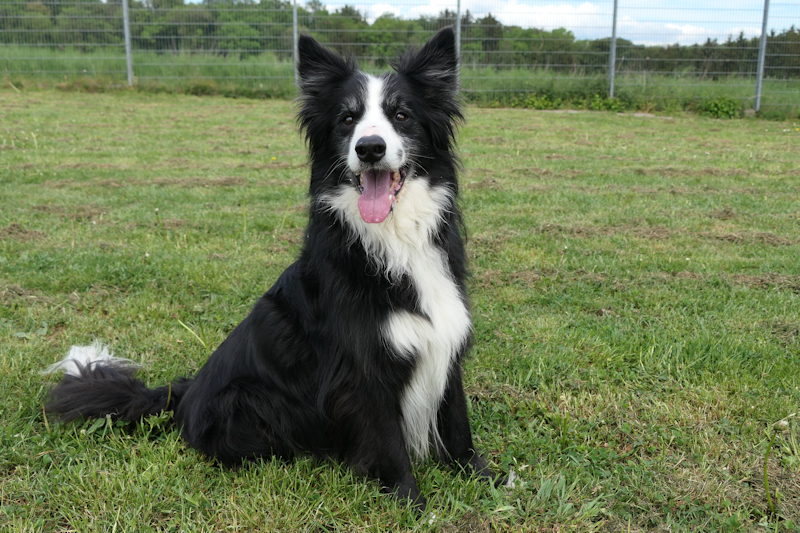 Bert(2)