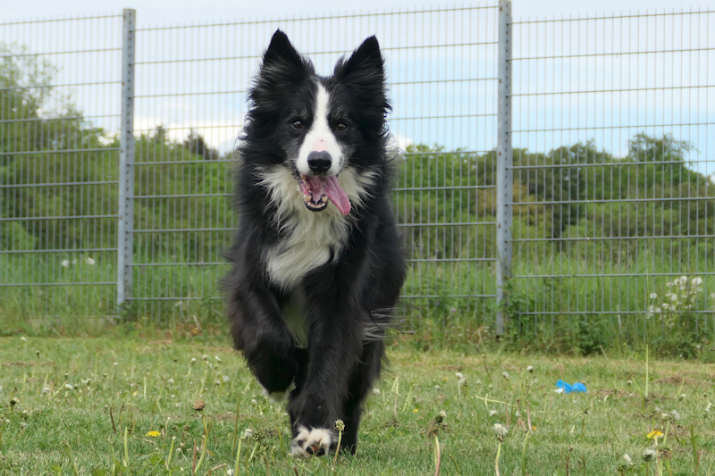 Bert(3)