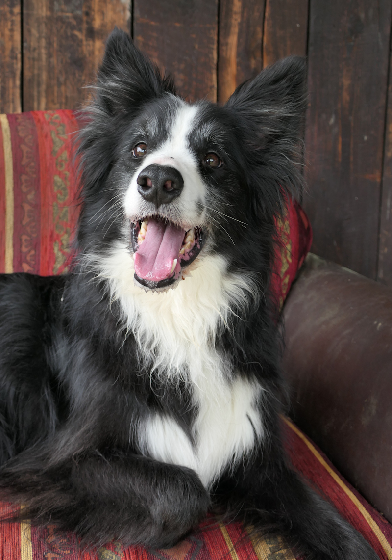 Bert(4)