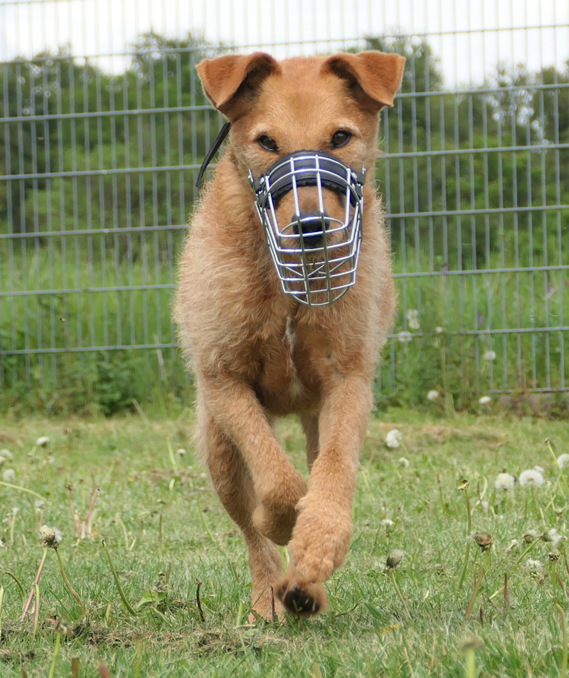 Boris(3)
