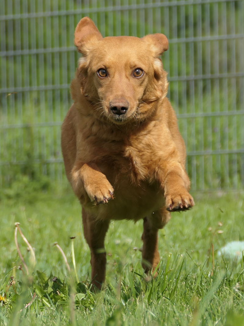 Lola(4)