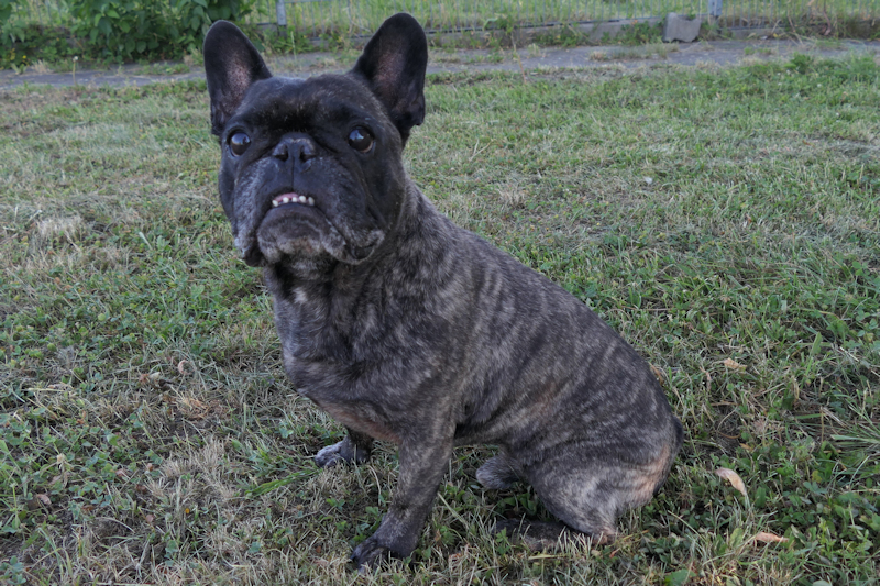 Franz(3)