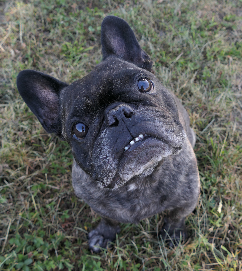 Franz(4)