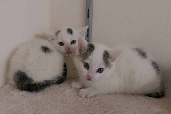 JKitten(2)