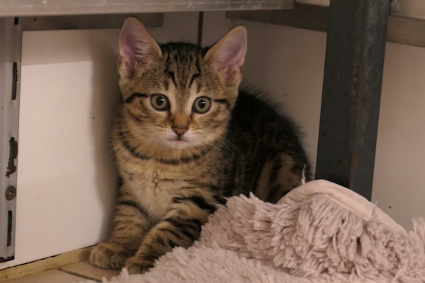 KKitten(3)