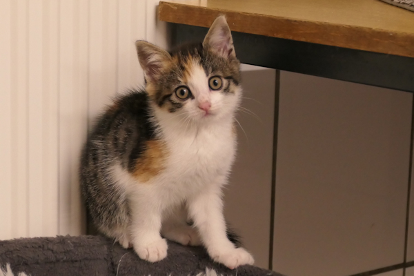 KKitten(4)