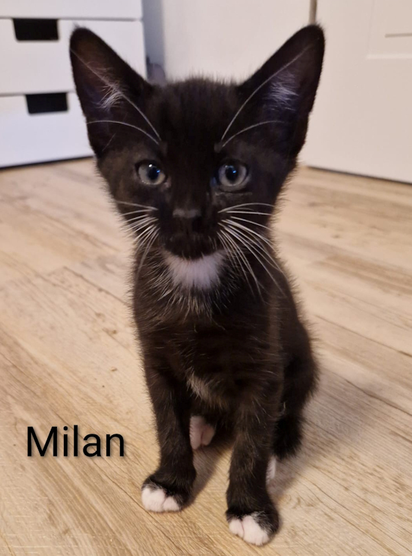 MKitten
