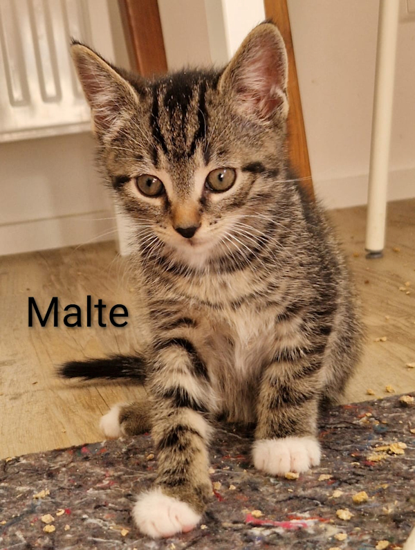 MKitten(5)