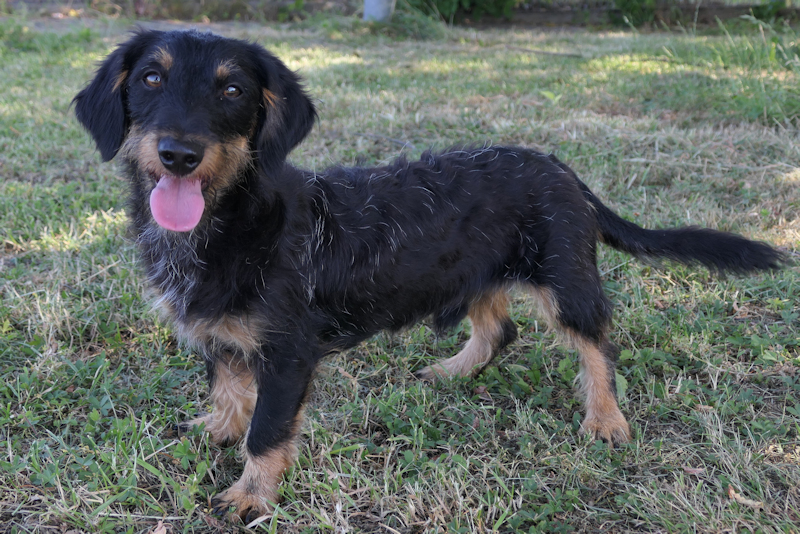 Pippin(2)