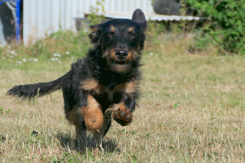 Pippin(3)