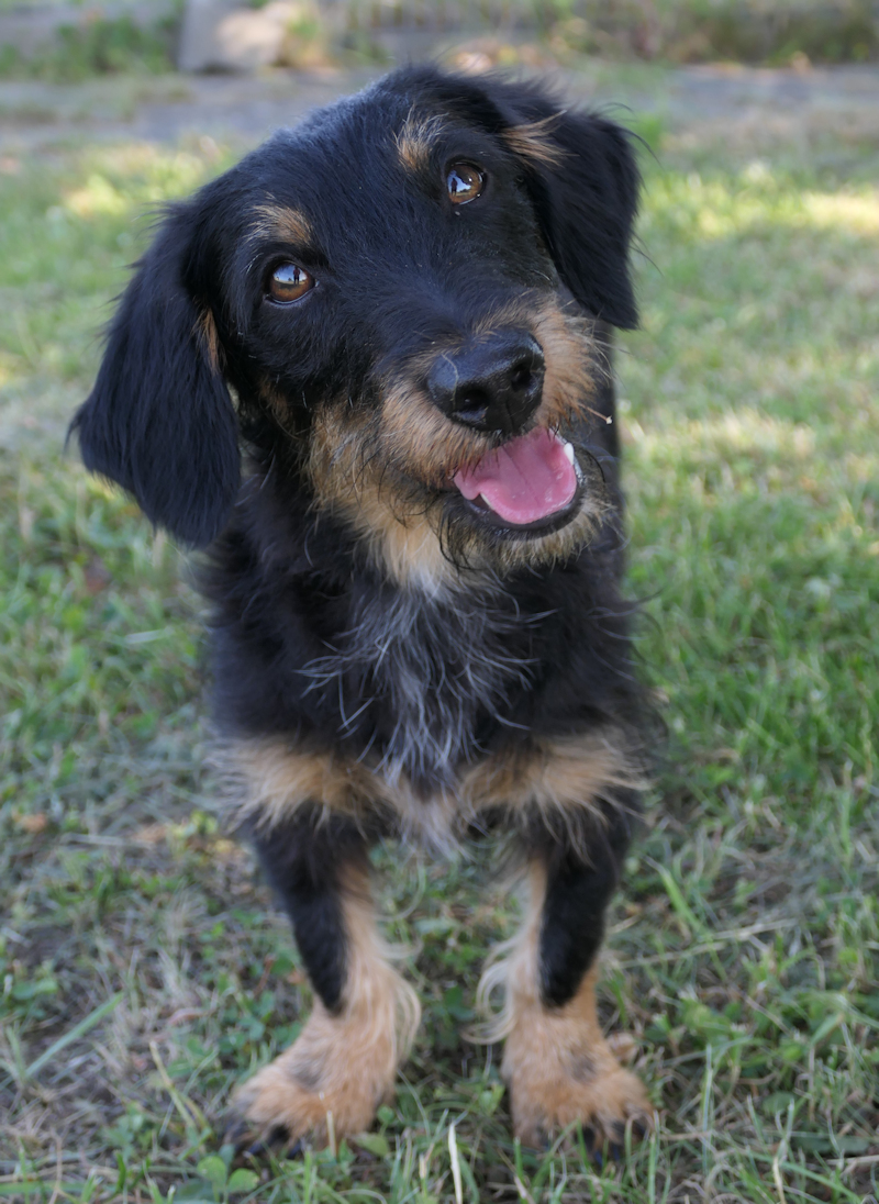 Pippin(4)