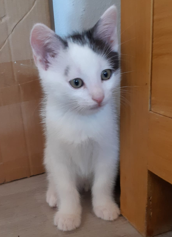 SKitten(2)