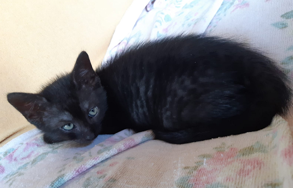 SKitten(3)