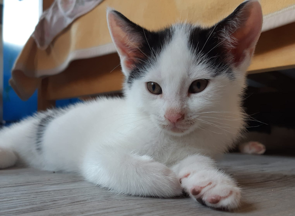 SKitten(4)