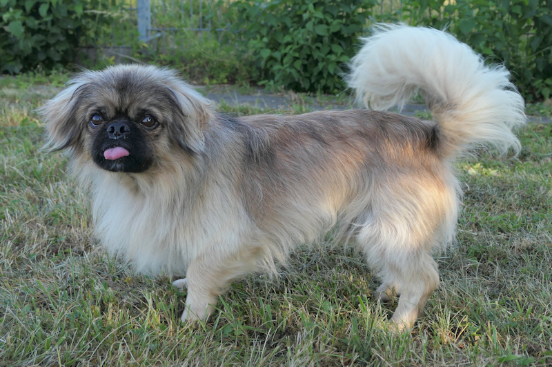 Tyrion(2)