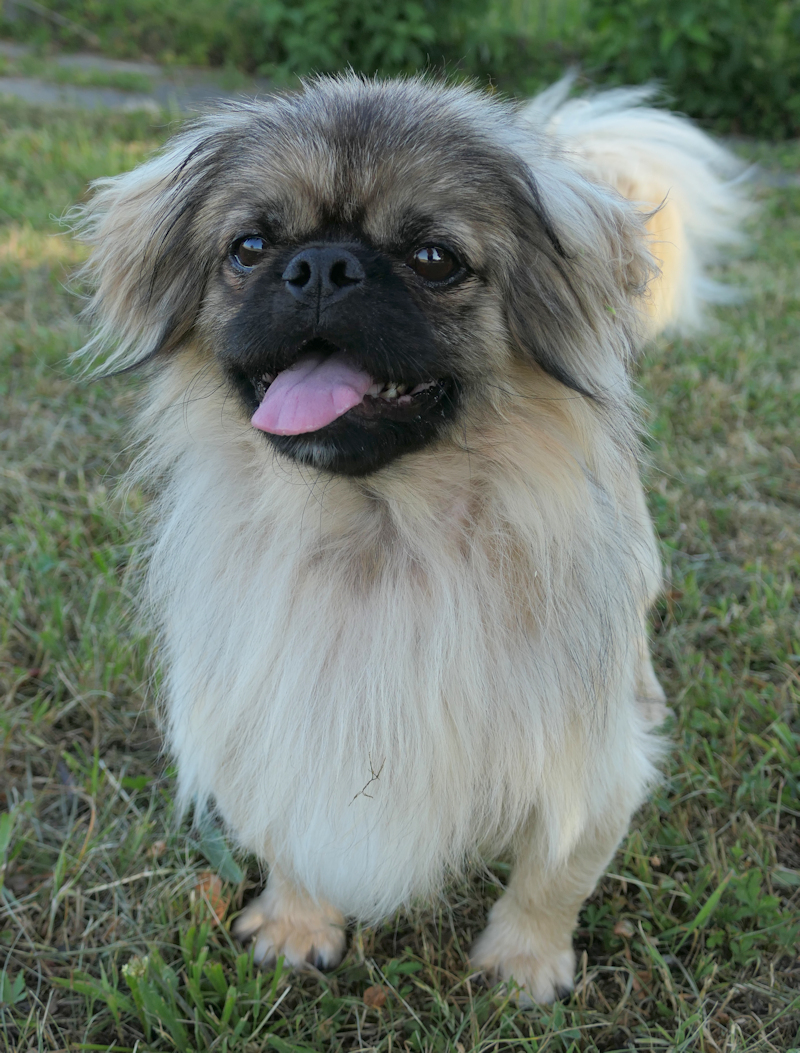 Tyrion(4)
