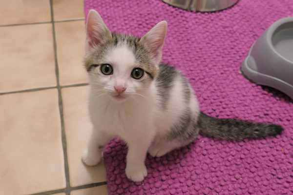 kKitten(2)