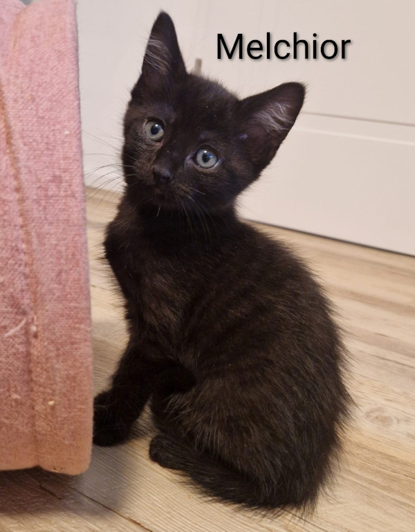 mKitten(2)