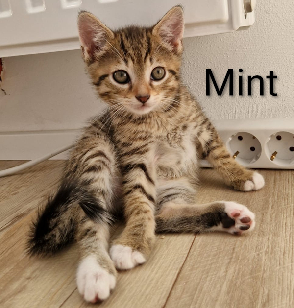mKitten(4)