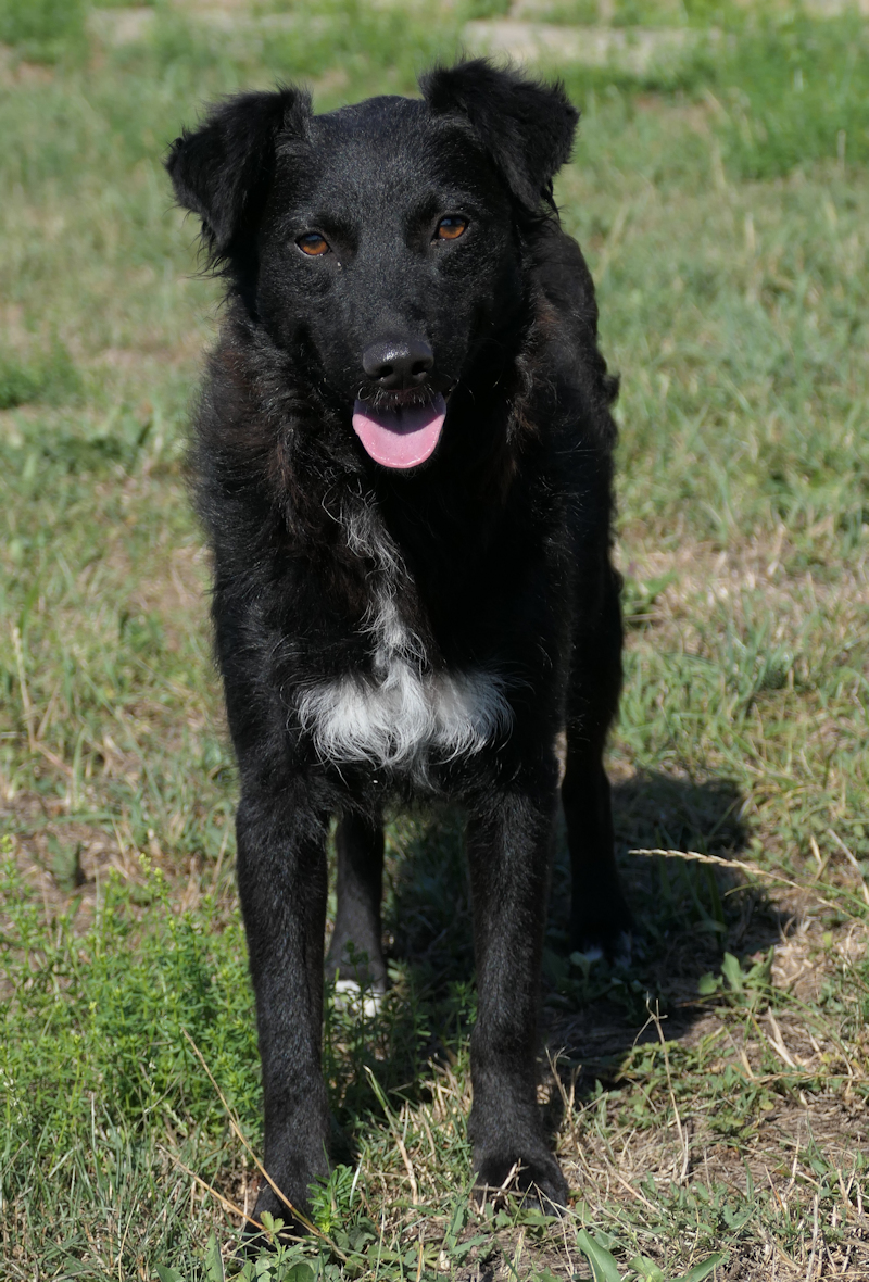 Diana(4)
