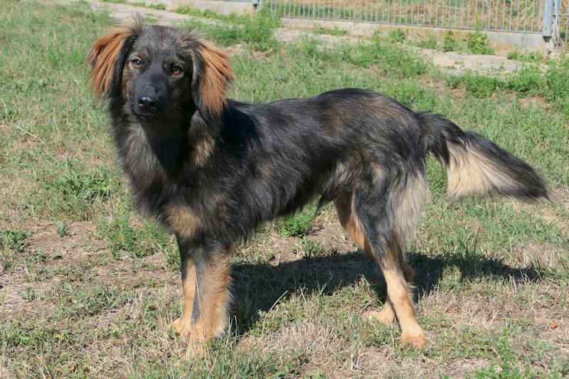 Kalle(2)