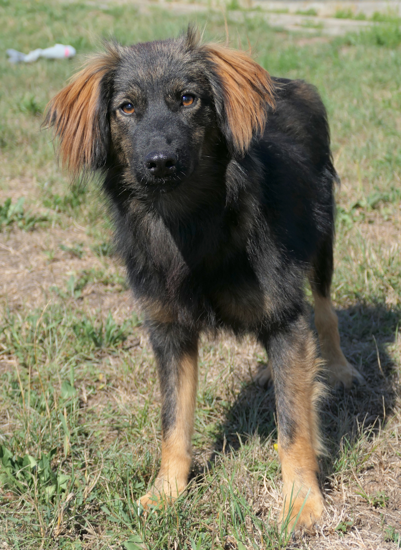 Kalle(3)