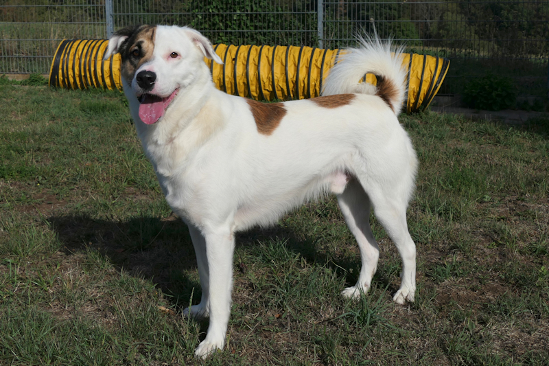 Balou(2)