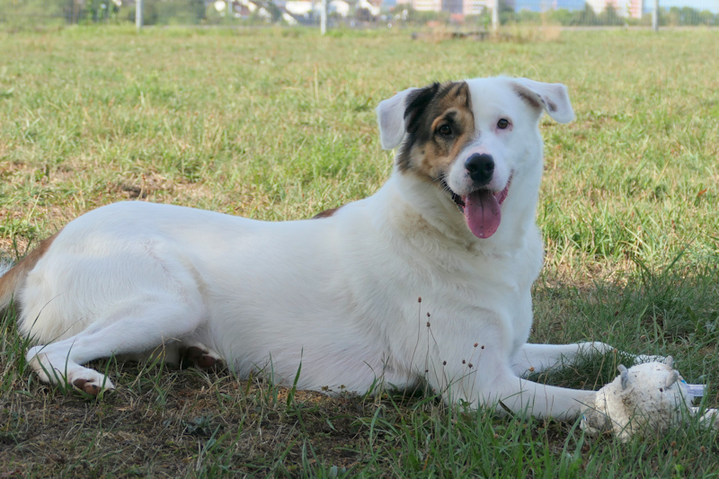 Balou(3)