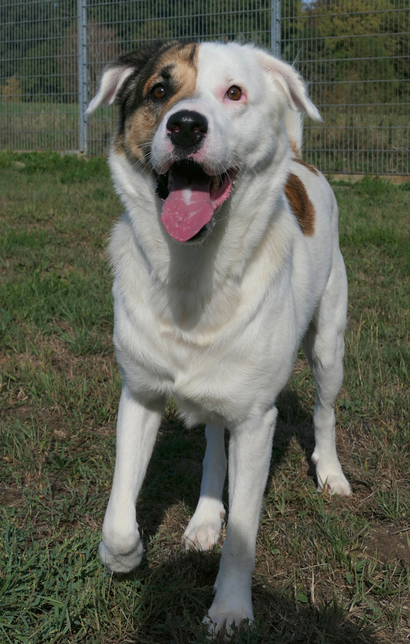 Balou(4)