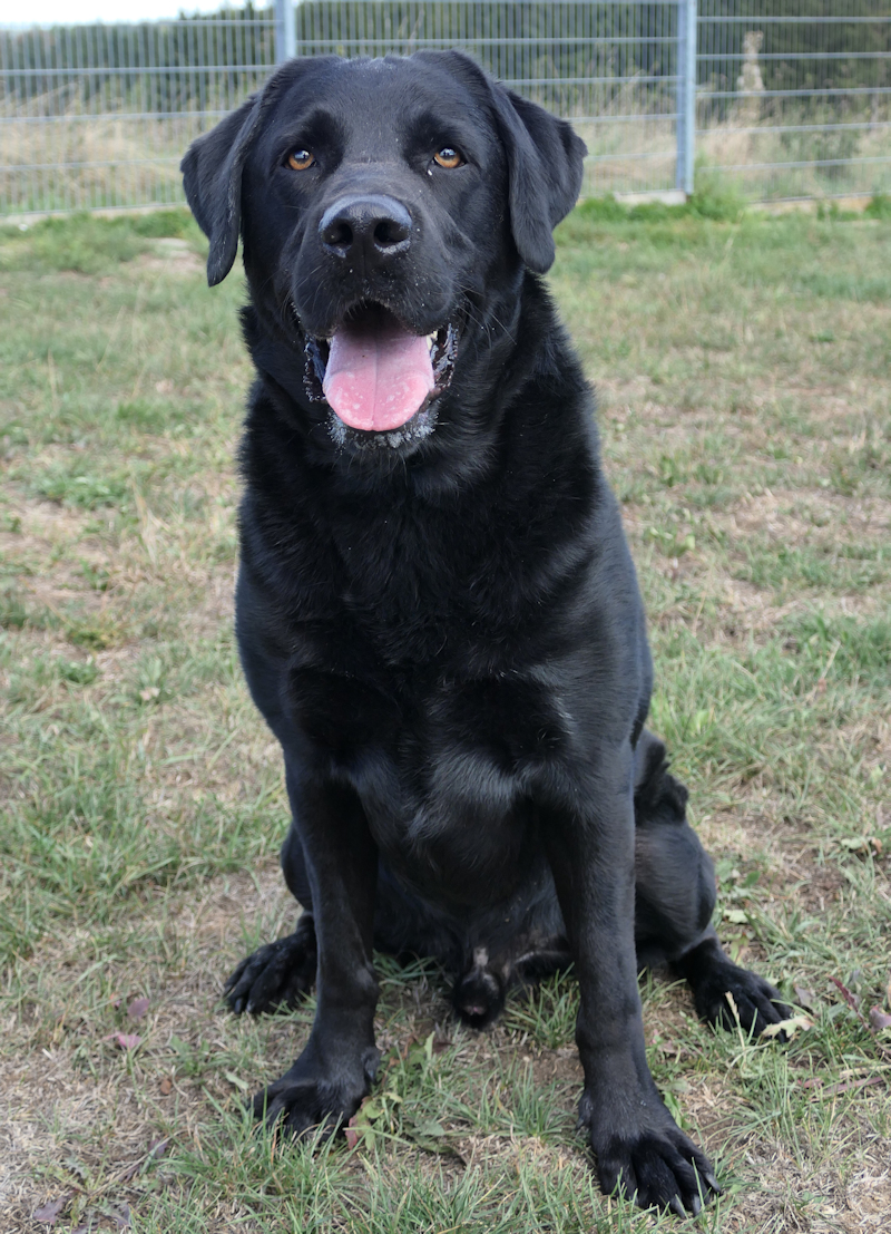 Elvis(4)