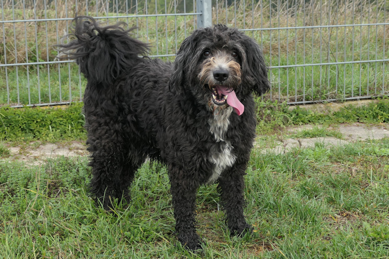 Idefix(2)