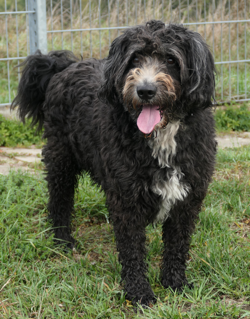 Idefix(3)