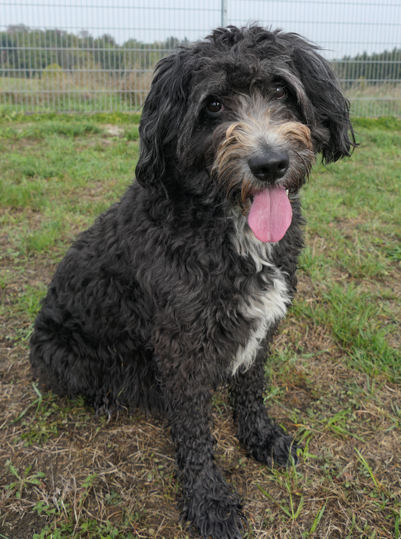 Idefix(4)