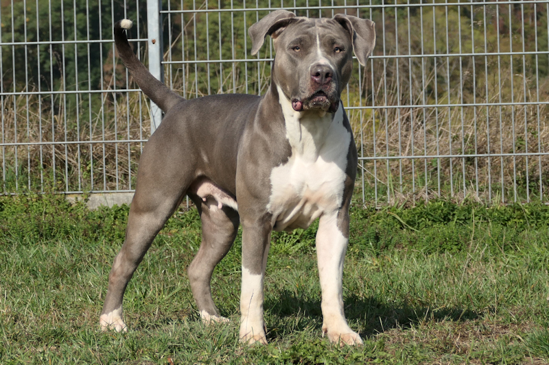 Zira(2)