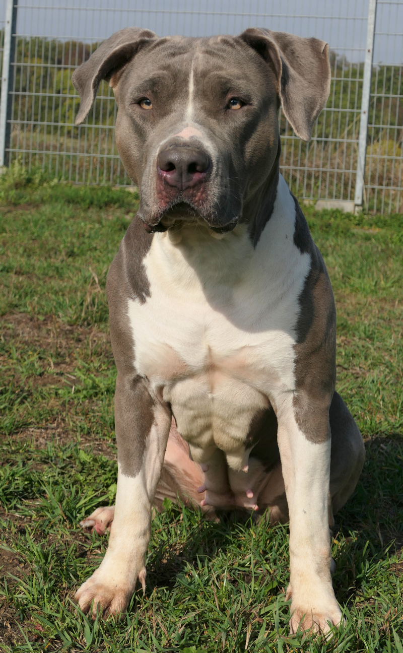 Zira(3)